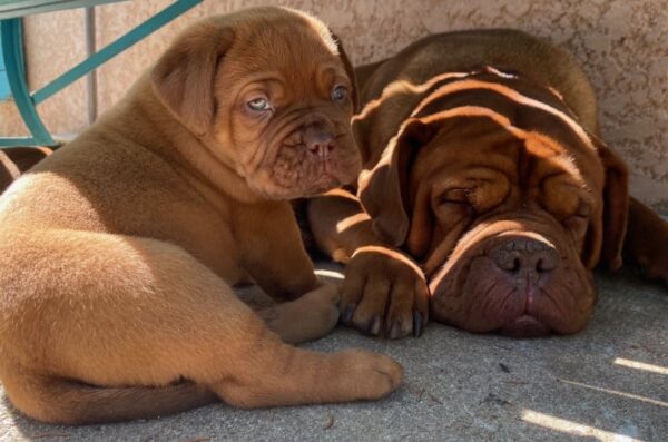 DOGUE DE BORDEAUX