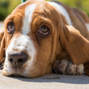 Chiot Basset Hound