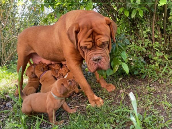 DOGUE DE BORDEAUX – Image 2