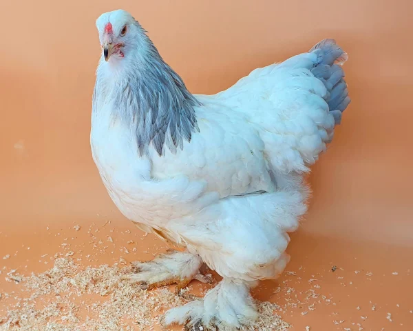 Brahma blanche herminée bleue - la poule