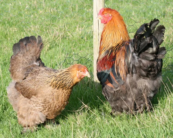 Brahma perdrix dorée maillée noire - la poule