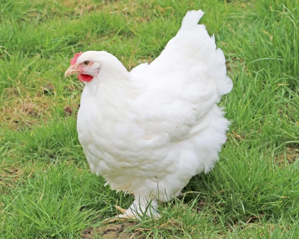Cochin blanche - la poule