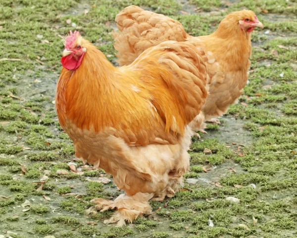 Cochin fauve - la poule