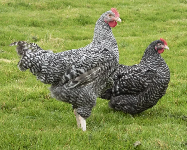 Coucou de Rennes - la poule