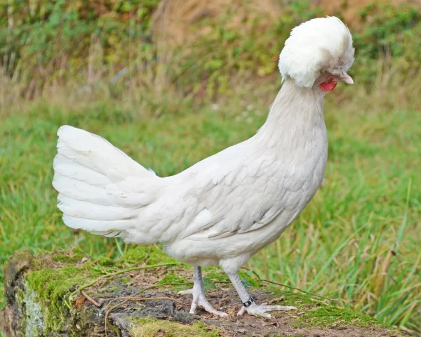 Hollandaise huppée kaki naine - la poule