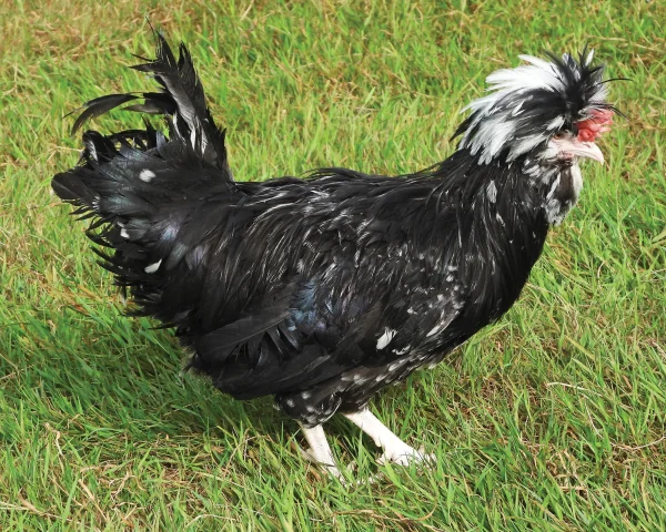 Houdan noire cailloutée blanche - la poule