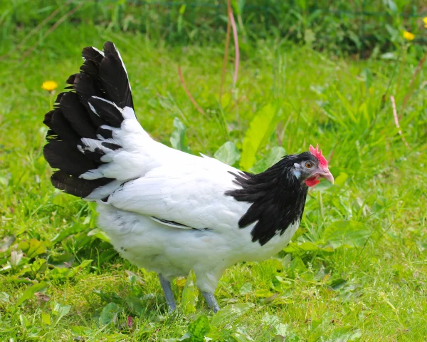 Lakenvelder - la poule