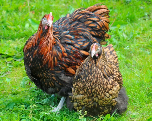 Orpington fauve liseré noir - la poule