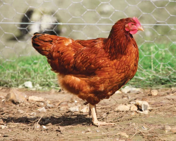 Rousse fermière - la poule