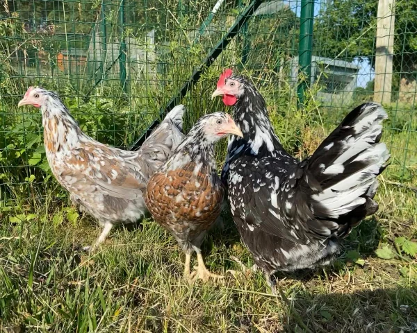 Suédoise à fleurs - la poule