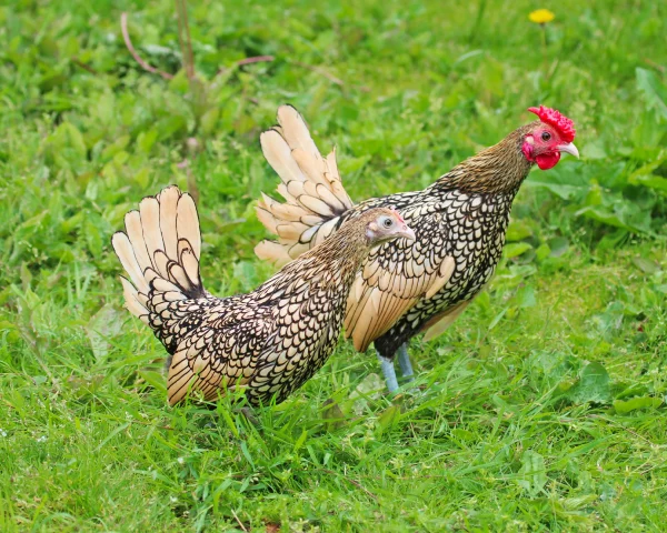 Sebright citronnée - la poule