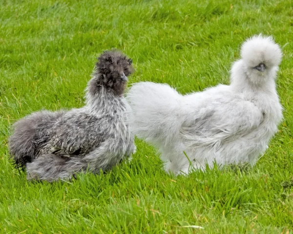 Soie grise bleue barbue grande - la poule