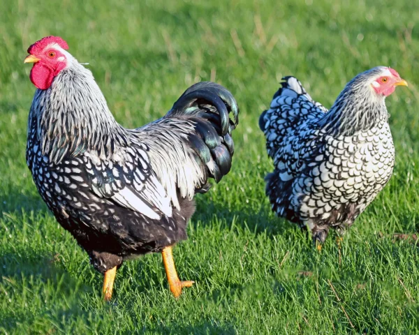 Wyandotte argentée liseré noir naine - la poule