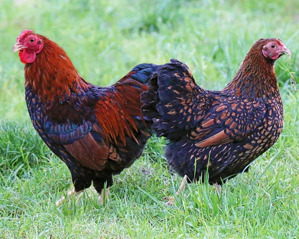 Wyandotte dorée liseré noir naine - la poule