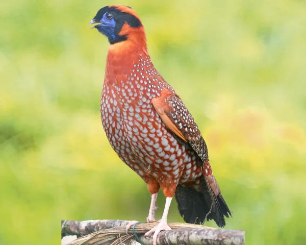 Tragopan Temminck - le couple volant
