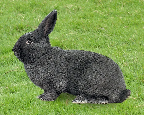 Lapin Bleu de Vienne - le mâle