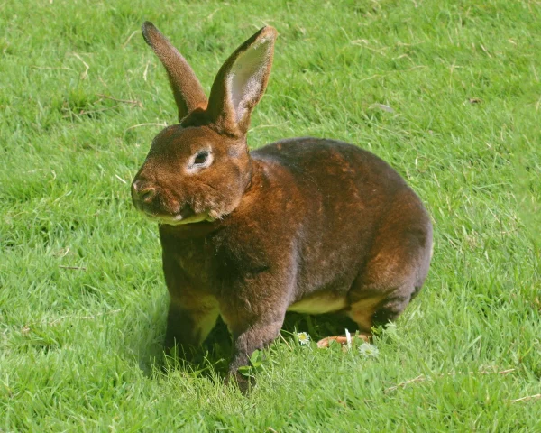 Lapin Rex - le mâle