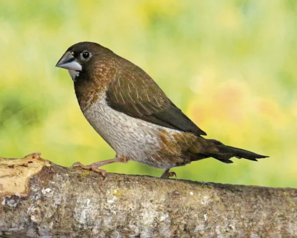 Moineau du Japon - le couple