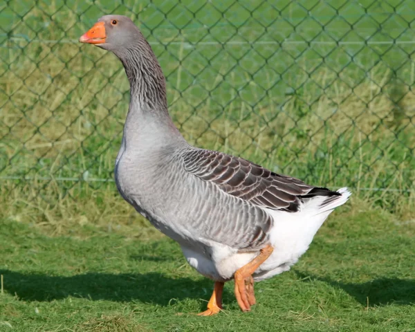 Oie de toulouse - le couple