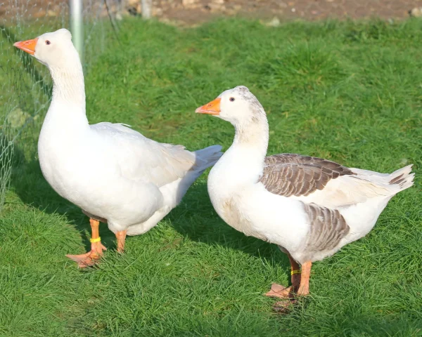 Oie normande - le couple