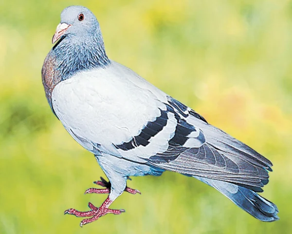 Pigeon Alouette de Cobourg - le mâle