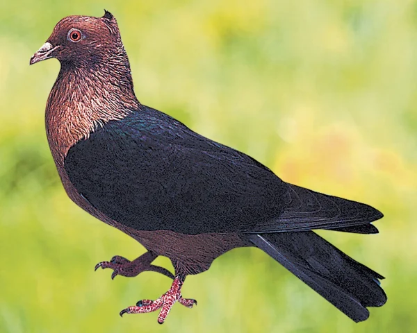 Pigeon Bouvreuil - le mâle