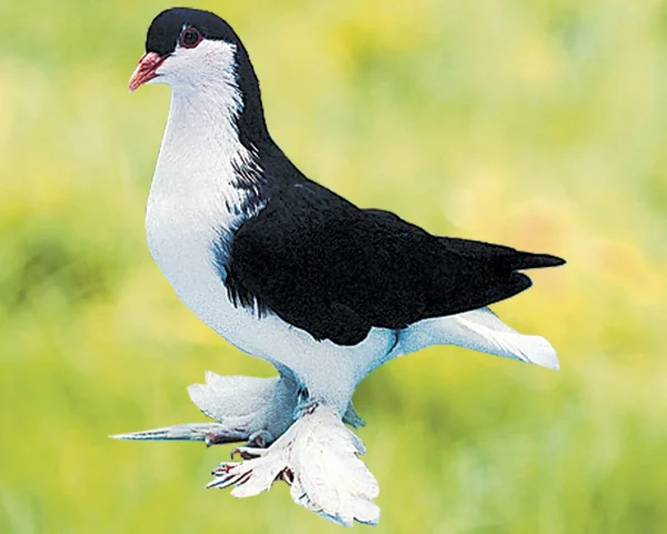 Pigeon Lahore - le mâle