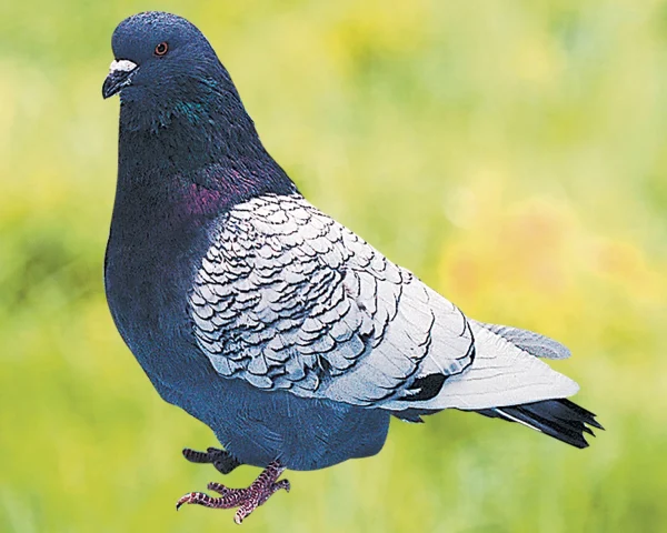 Pigeon Lynx de Pologne - le mâle