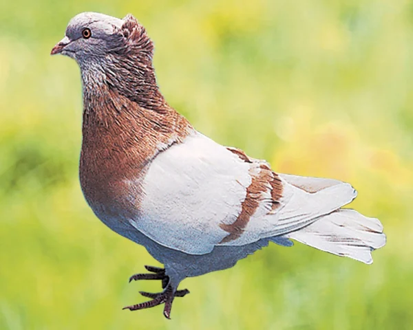 Pigeon Sotto Banca - le mâle